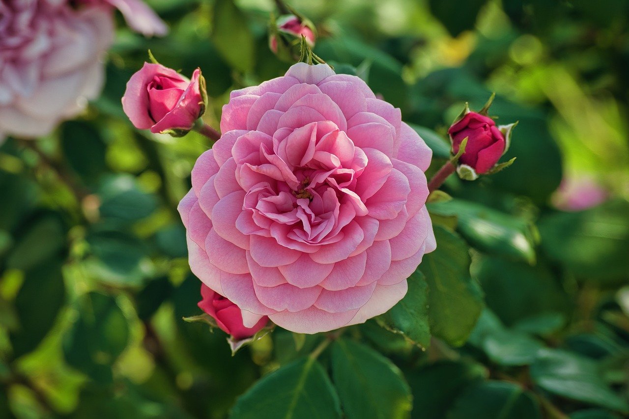 Tending to a Rose Garden: Secrets of Success